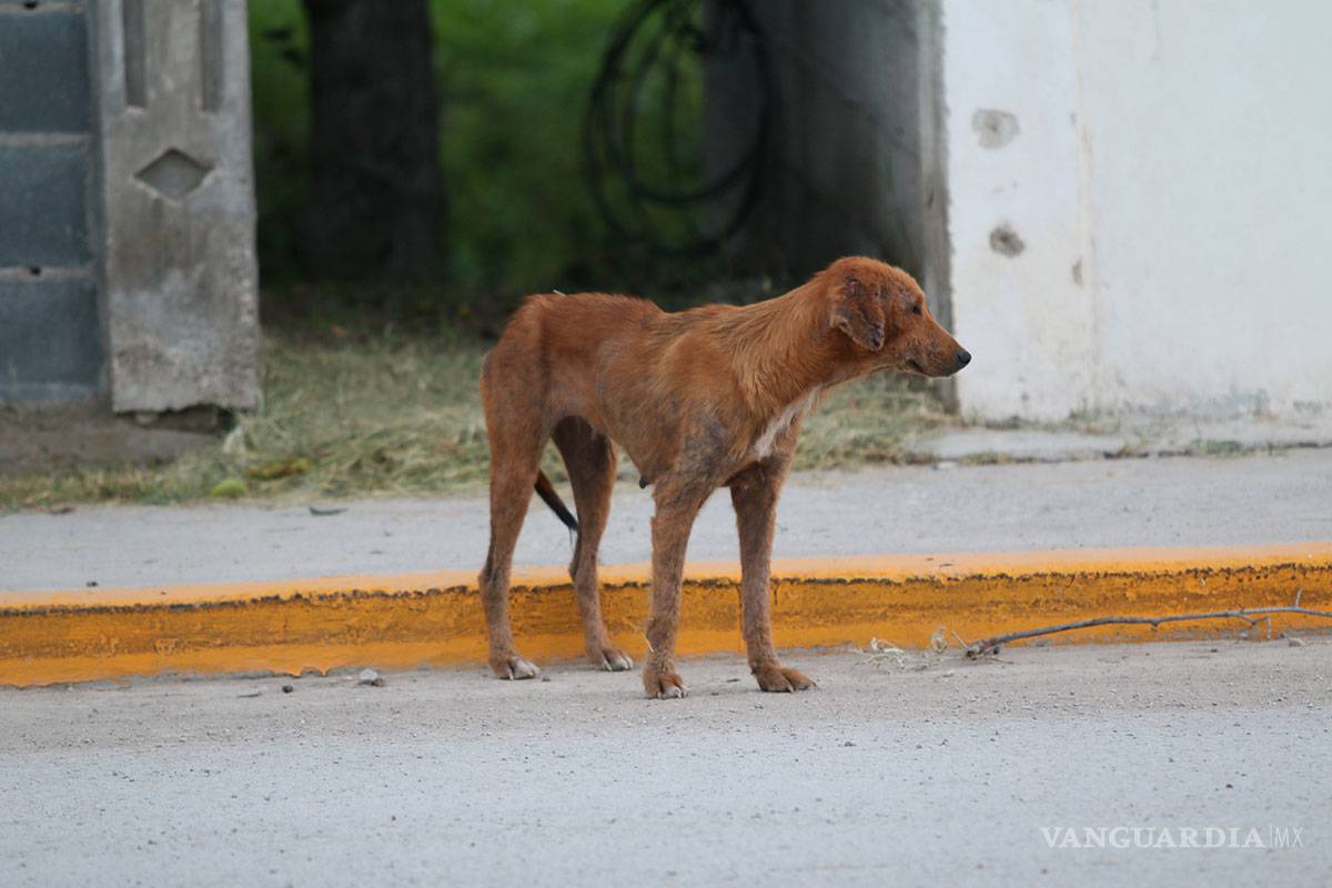 En Puebla vecinos se organizan para envenenar perros