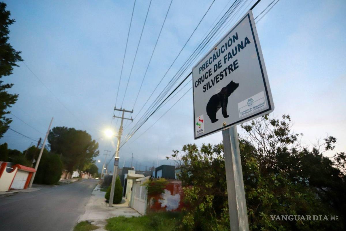$!La recomendación principal a la población es mantener la calma en caso de encuentros, ya que estos animales no son agresivos pero sí tolerantes a la presencia humana.