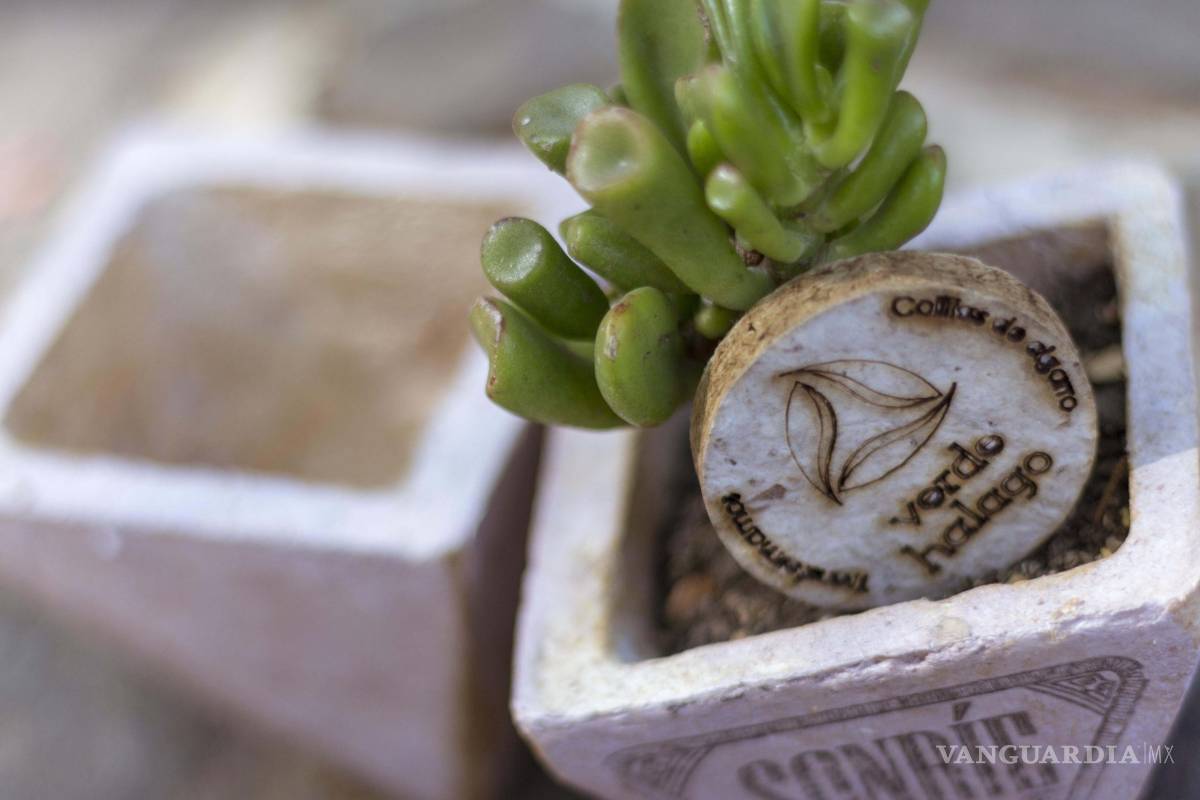 $!Esfuerzo mexicano: Reciclan colillas para cultivar plantas