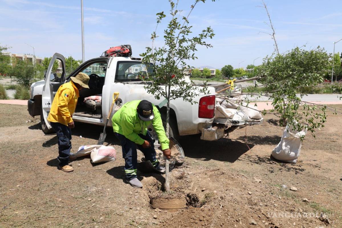 $!Reforestan la plaza con la especie Encino Siempre Verde