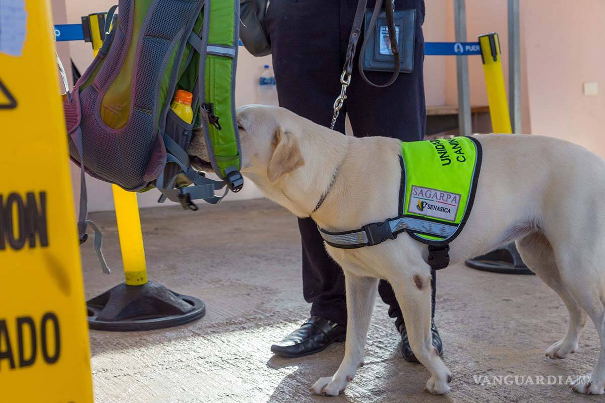 $!Refuerzan sistemas de inspección agroalimentaria en Piedras Negras por vacaciones