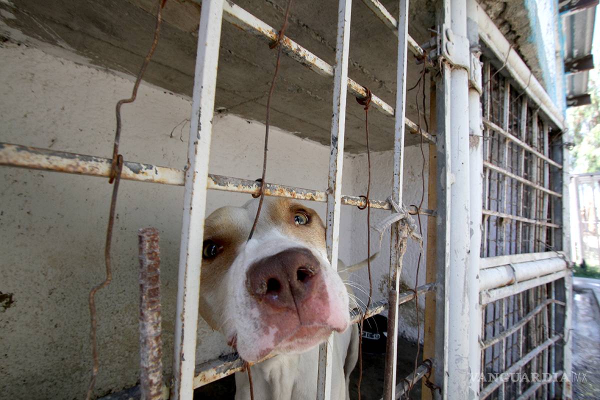 $!En Coahuila 20 mil perros fueron sacrificados en 4 años
