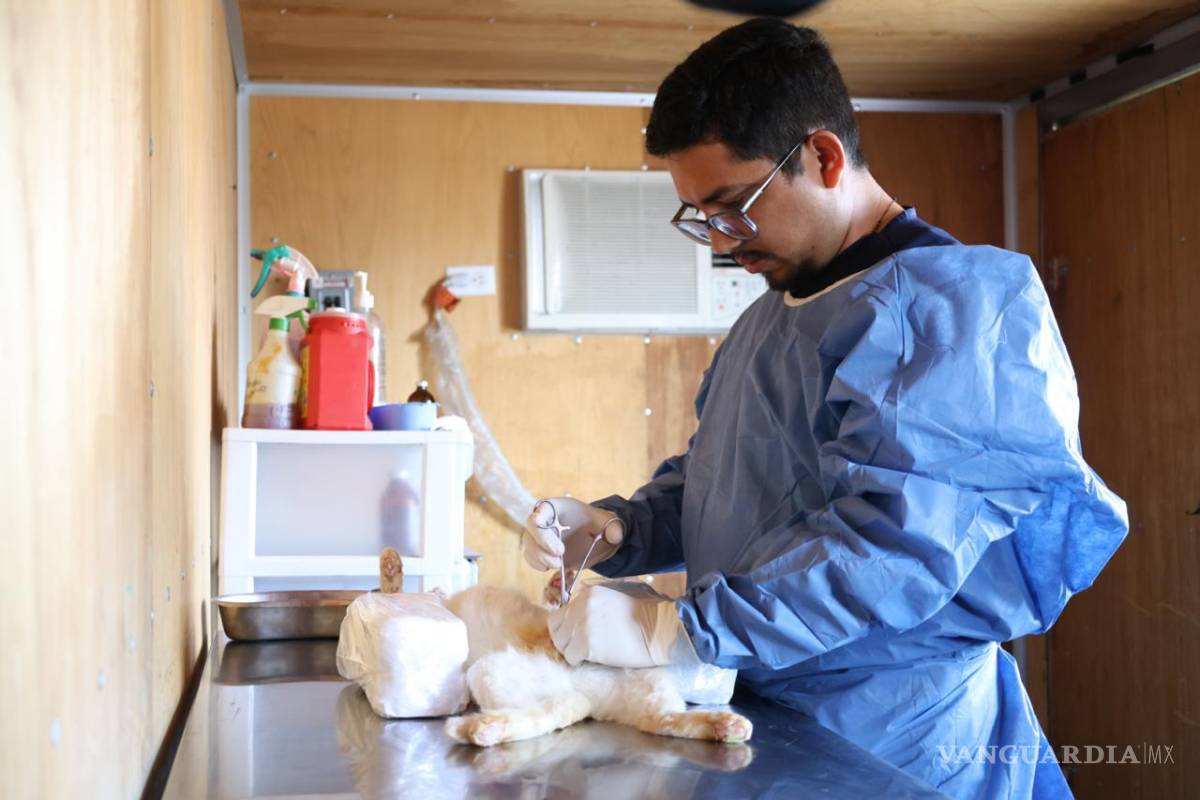 $!Llevan a cabo más de 50 procedimientos de esterilización en animales de compañía.