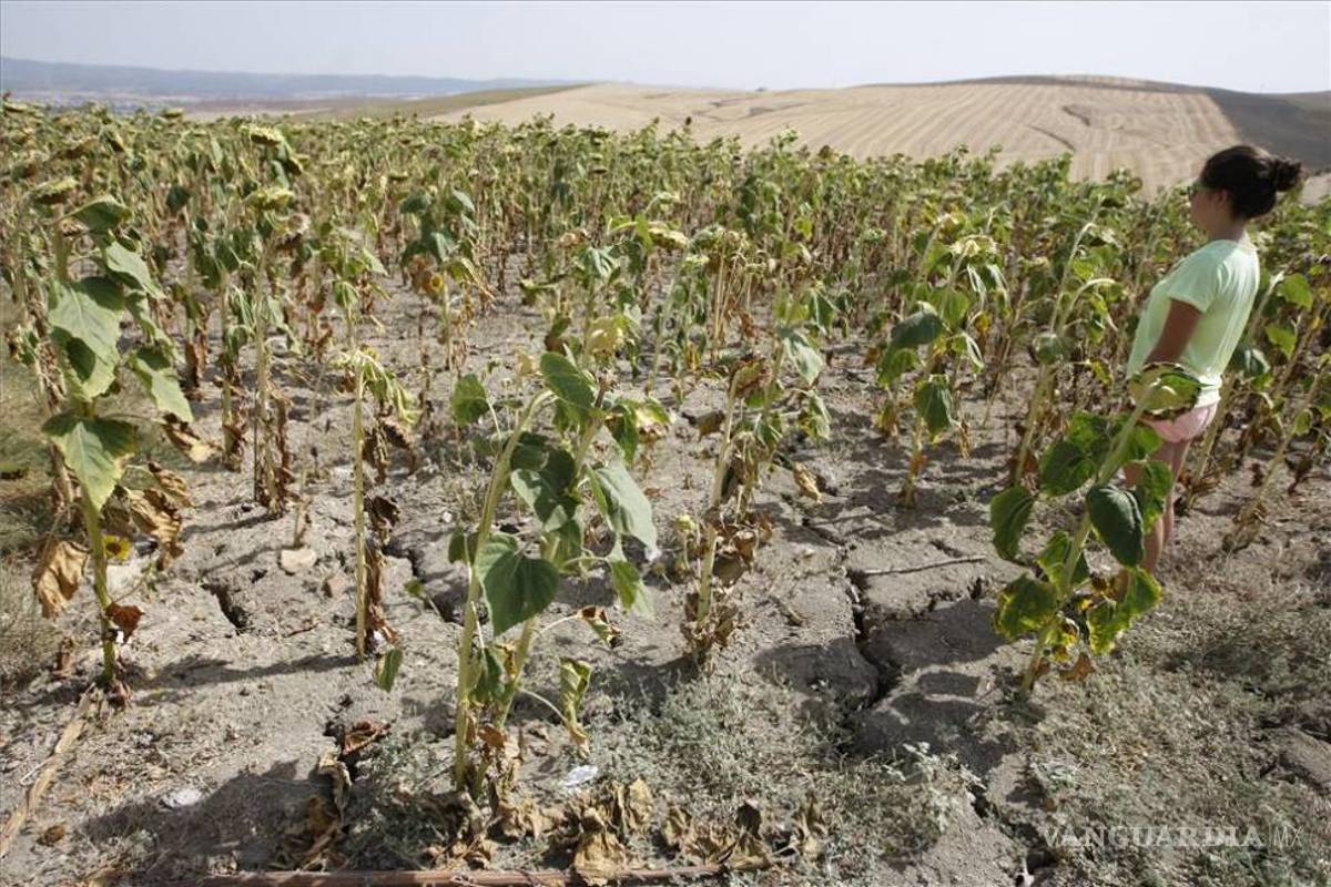 Calor reduce 50% producción agrícola y leche, se esperan aumentos