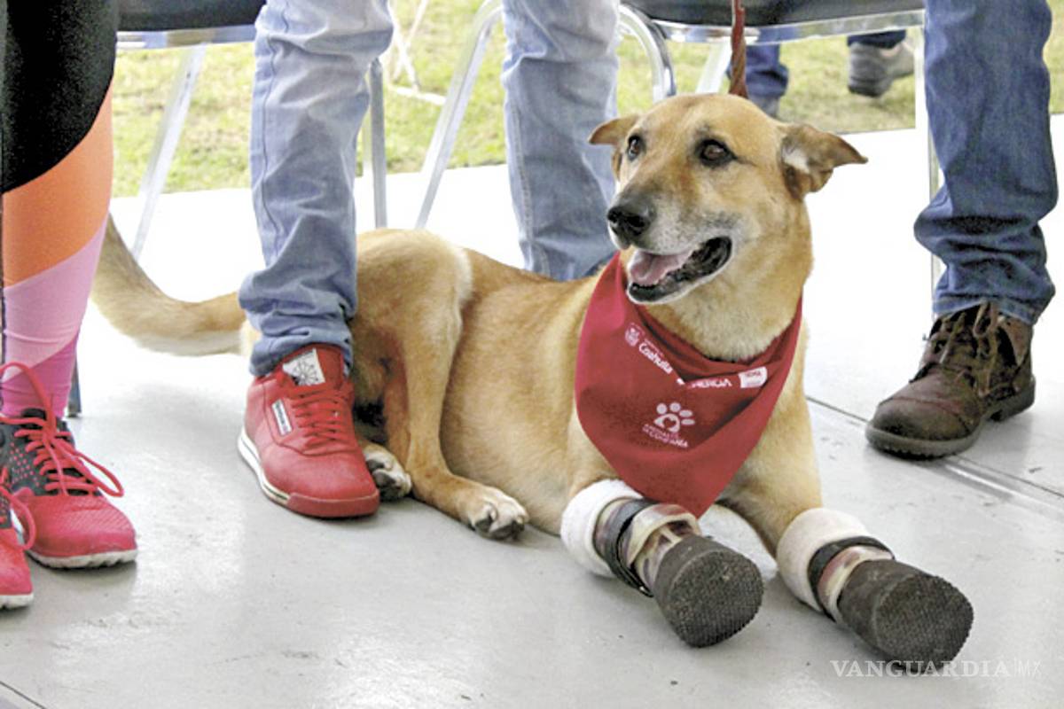Visita Saltillo 'Pay de Limón', perro con el que los Zetas practicaban la tortura