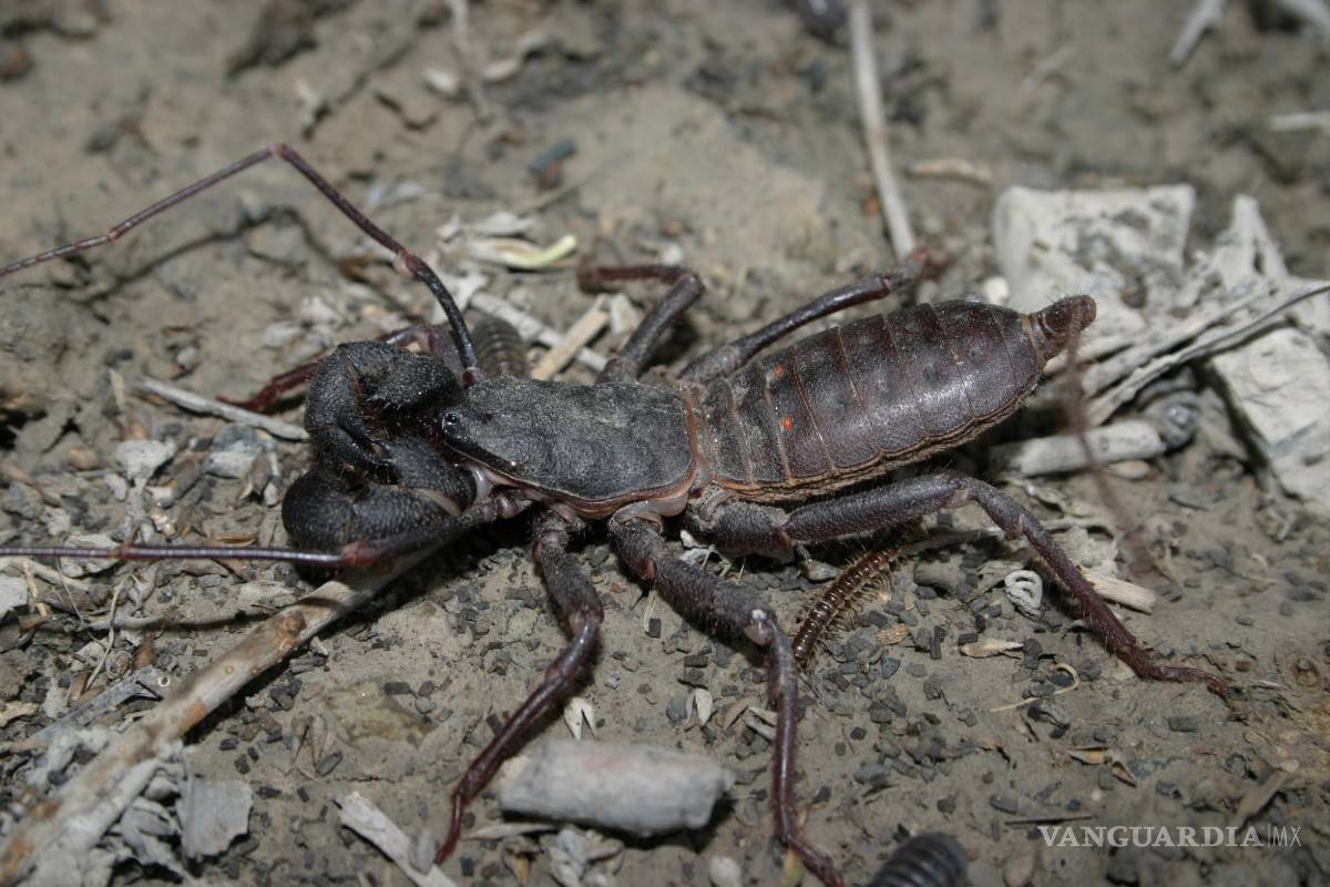 ¡Cuidado!... ¿Qué son los temibles Vinagrillos? cómo ahuyentarlos y qué hacer si te pica uno