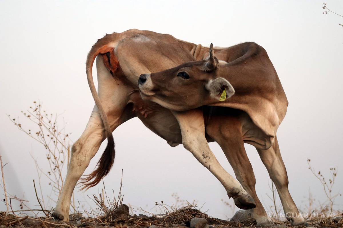 Por corrupción, se revisan subsidios al campo: AMLO