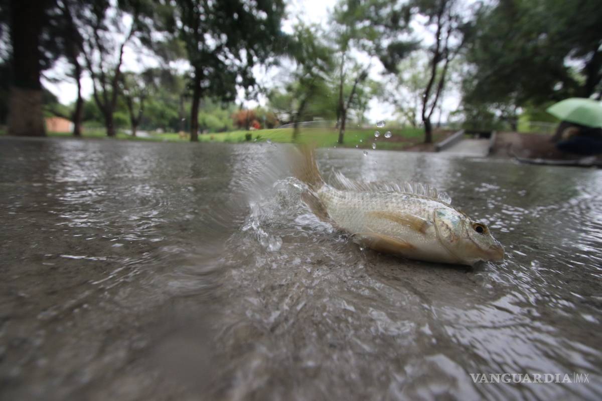 $!Imágenes Vanguardia 2017