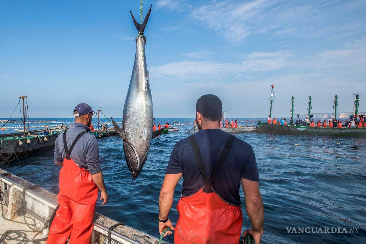 $!Imagen de la levantá de atún rojo en la almadraba de la localidad gaditana de Barbate. EFE/Román Ríos