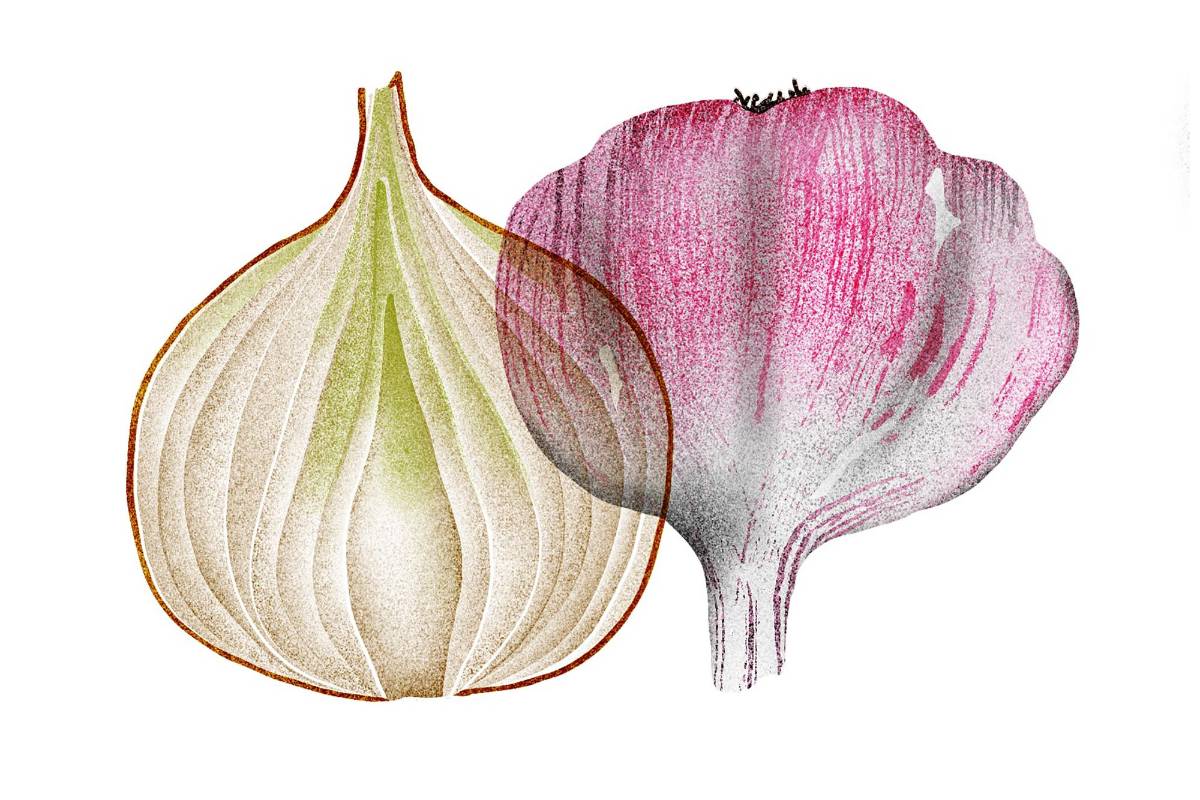 $!Este allium pungente contiene altos niveles de alicina, un compuesto azufrado responsable del fuerte olor del ajo y de su capacidad para combatir el cáncer.