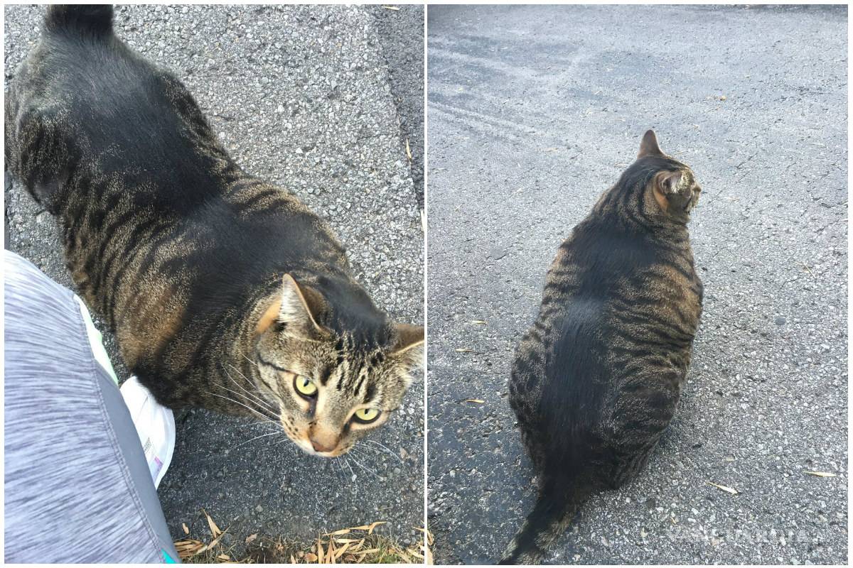 Gato 'mamado' se vuelve la sensación en redes sociales