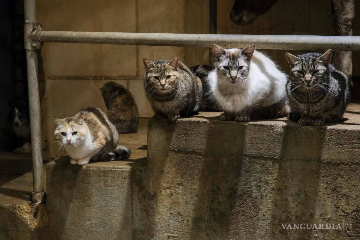 ¿Los gatos podrían volverse portadores de la gripe aviar?