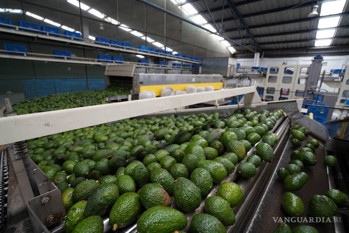 La importación de aguacate mexicano seguirá suspendida el tiempo necesario para garantizar la seguridad: EU