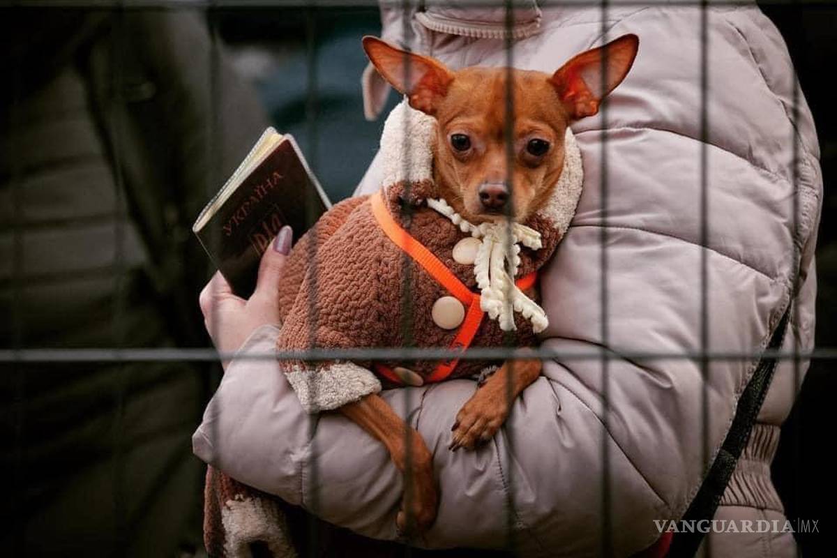 $!Cargados o en sus cajas, perros y gatos fueron llevados fuera de Ucrania.