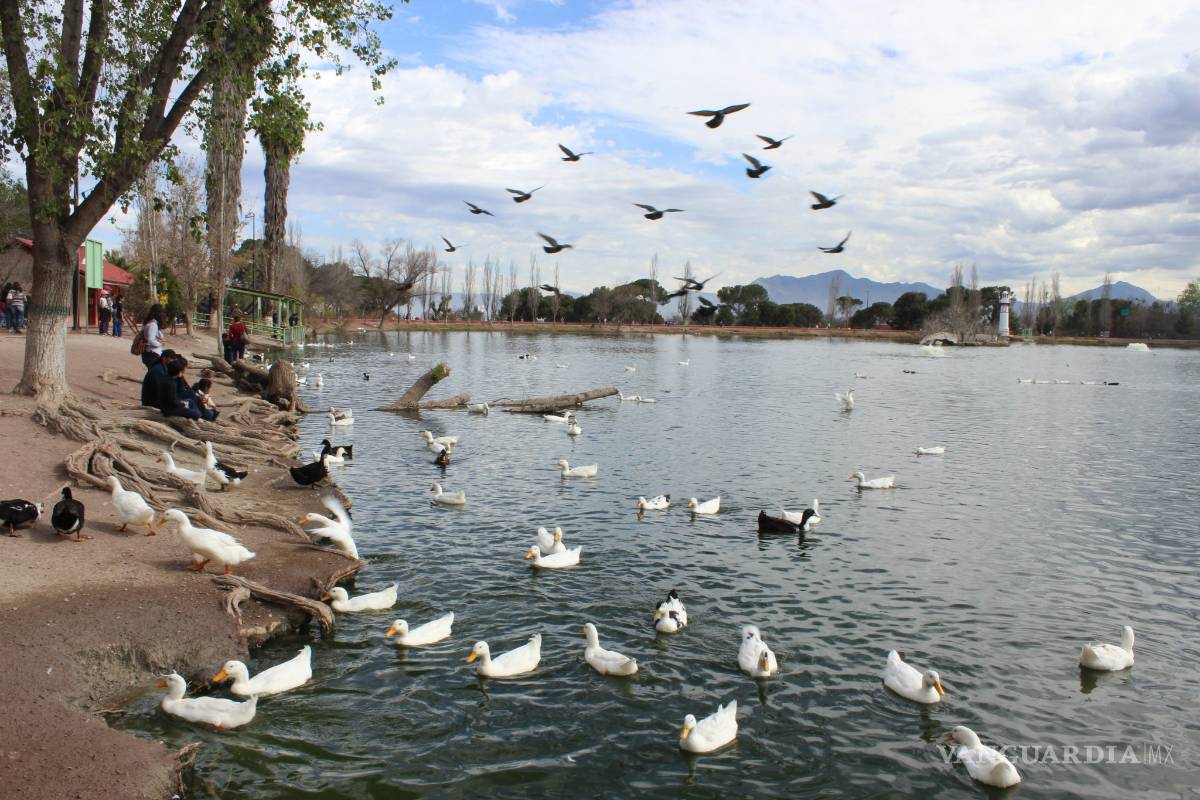 Dejan sin comida hasta tres días a patos de la Ciudad Deportiva de Saltillo