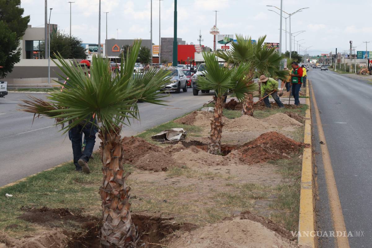 Reforestan con palmas Washingtonia camellón del bulevar Eulalio Gutiérrez, en Saltillo