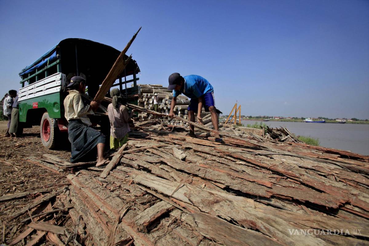 $!La tala indiscriminada de árboles es una de las causas del cambio climático.
