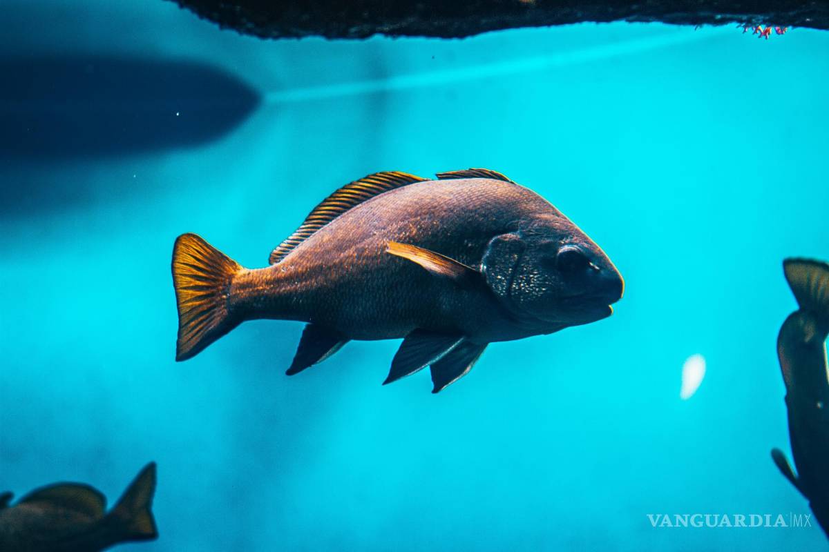 $!Es un timbre, específicamente un timbre para peces.