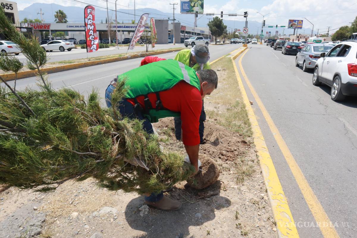 $!Brigadas municipales plantan pinos Eldarica en el camellón del bulevar Eulalio Gutiérrez Treviño, fortaleciendo la reforestación urbana.