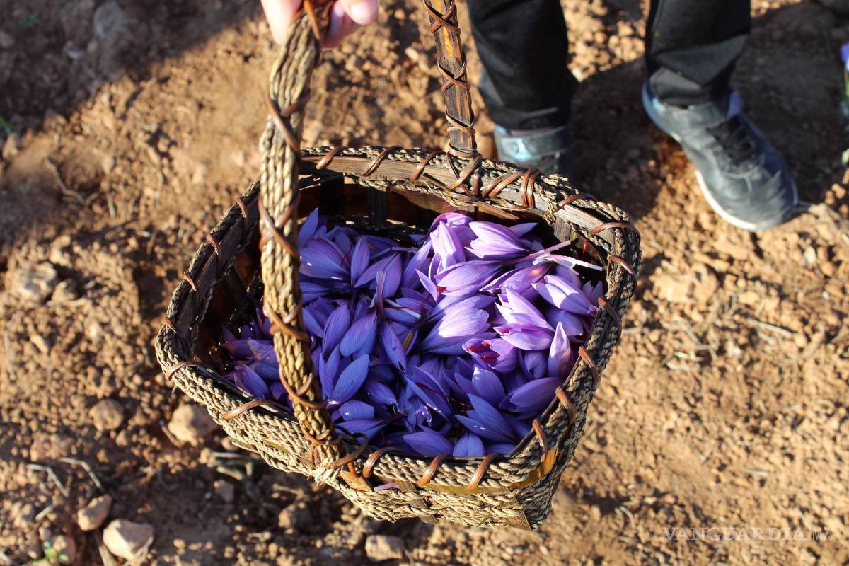 $!Recogida de azafrán en la localidad de Membrilla, Ciudad Real, situado en Castilla-La Mancha, España, de donde procede el azafrán de mayor calidad del mundo.
