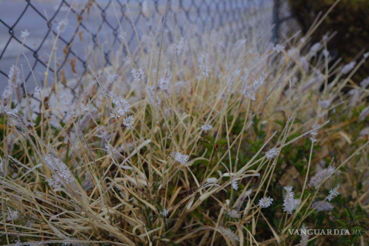$!Copos de hielo conforman el paisaje saltillense de esta mañana.