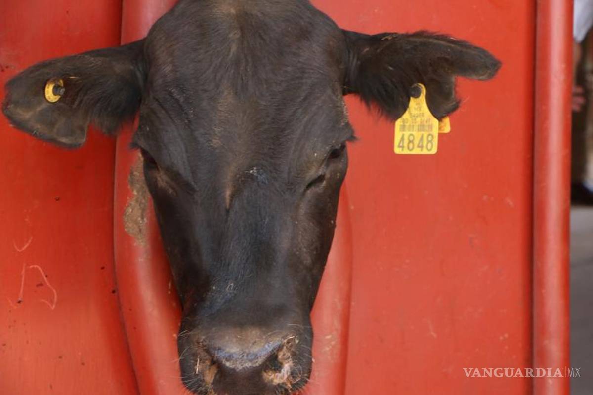 $!Otros estados que exportaban por Piedras Negras perdieron el estatus sanitario y ya no pueden exportar, como Zacatecas, Aguascalientes, Jalisco .