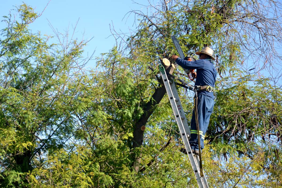 Inician construcción de andadores perimetrales en la Plaza de la Tortuga de Torreón