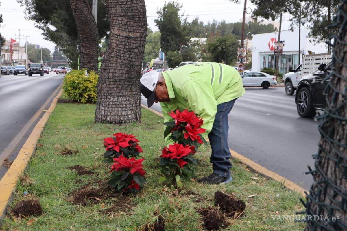 $!Brigadas del programa “Aquí Andamos” y personal de Medio Ambiente retiraron maleza y colocaron nochebuenas en vialidades clave.