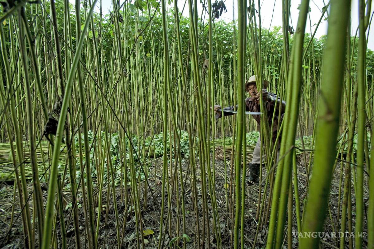 Prometieron empresas salvar los bosques, ¿lo cumplieron?