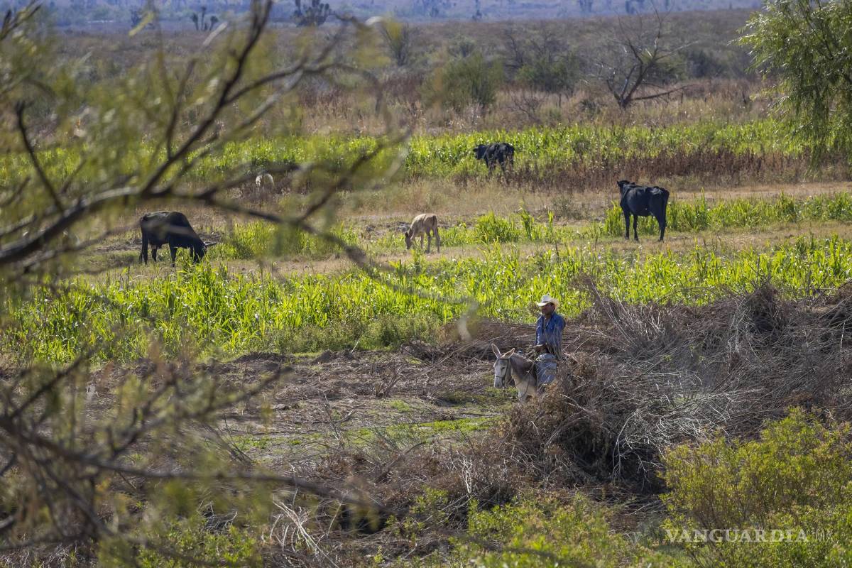 $!Animales de los pobladores forman parte de las primeras víctimas de la sequía.