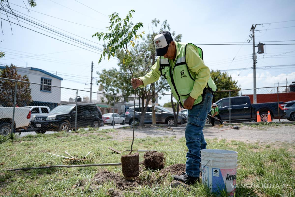 $!Más de 7 mil 800 árboles y plantas han sido sembrados en Saltillo como parte del programa municipal de reforestación.
