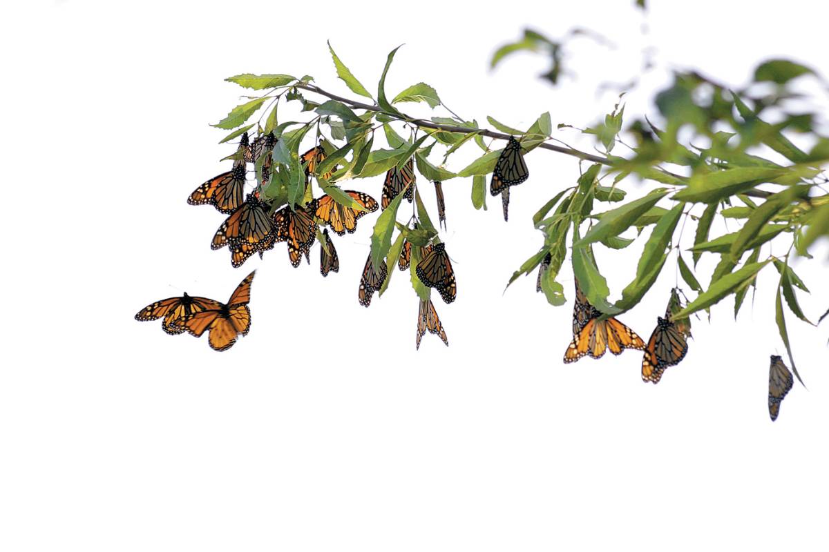 Mariposa Monarca pasa por Saltillo, sin despertar interés