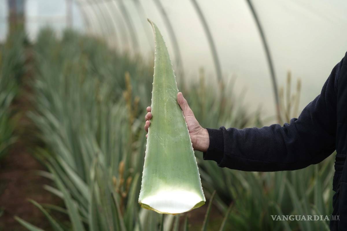Aloe Vera, una planta propiedades terapéuticas y cosméticas