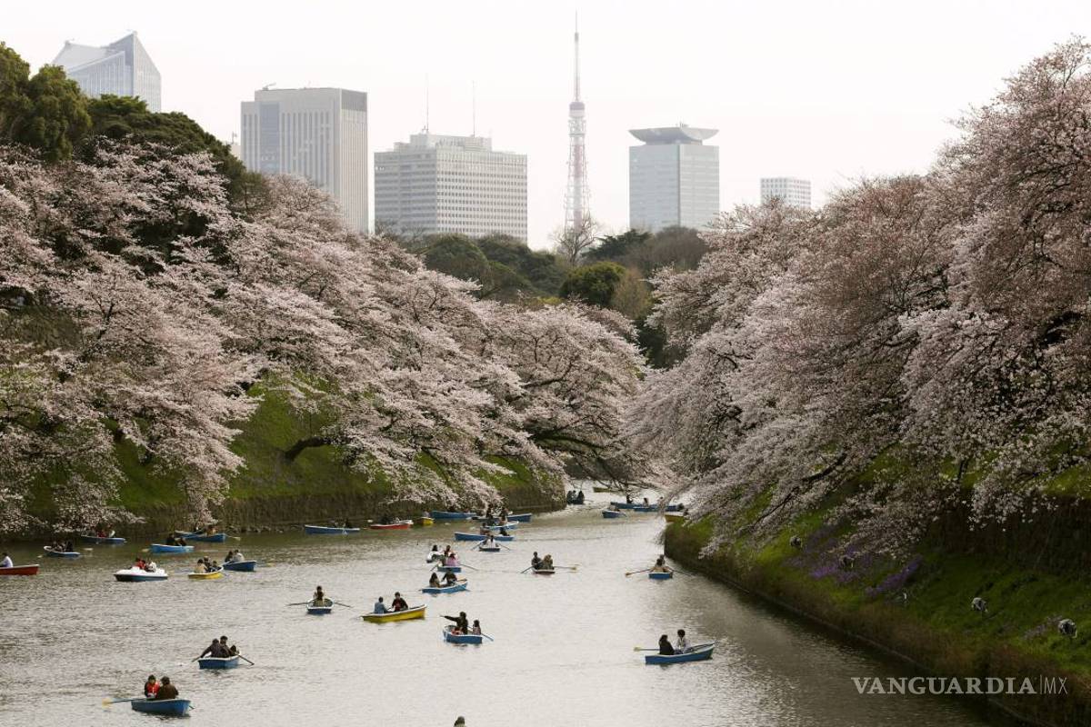 Japón se tiñe de rosa con el "sakura"