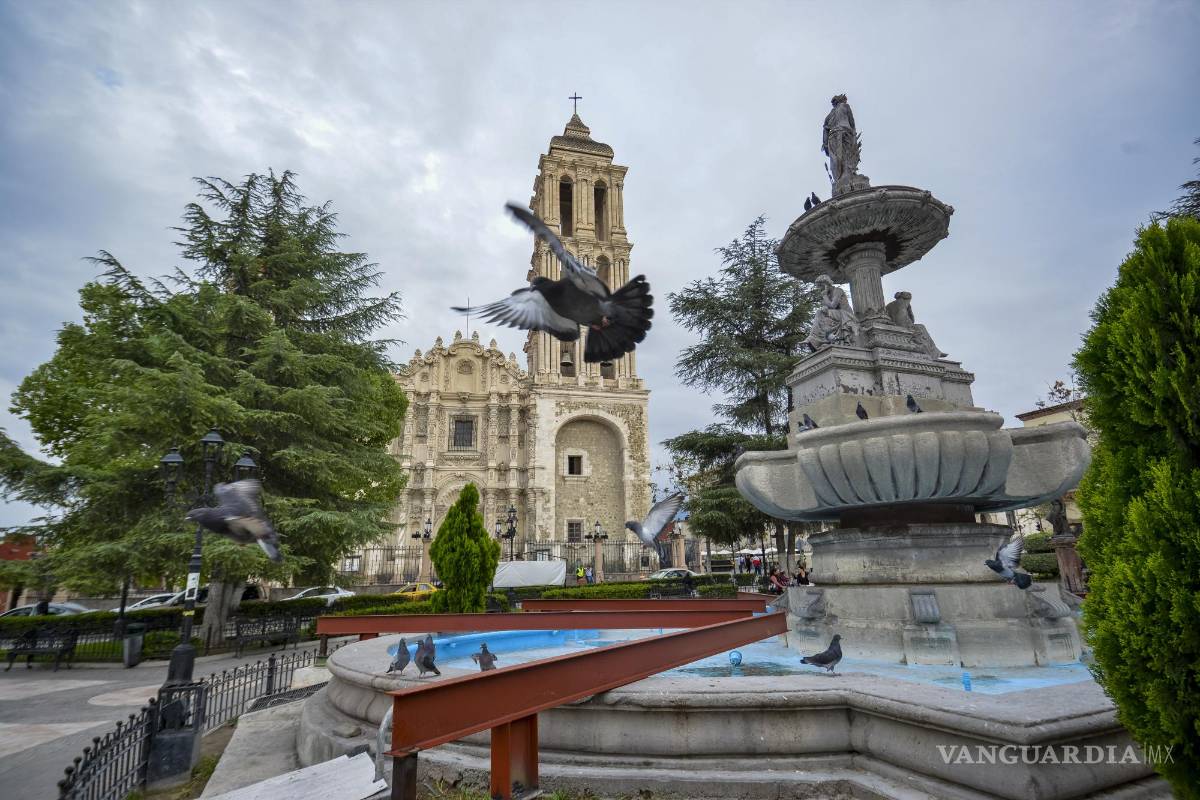 ¡Regresa el pino! Comienza instalación en la Plaza de Armas de Saltillo para Navidad