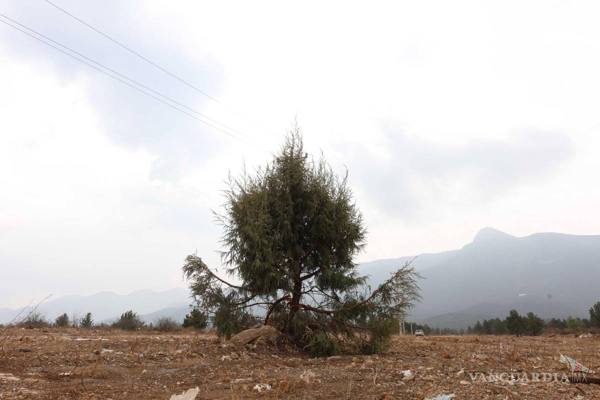 $!Vecinos documentan y reportan la retirada de árboles en terrenos aledaños a la calle Camino del 4, en la colonia Lomas Verdes, lo que generó la intervención de las autoridades municipales y estatales.