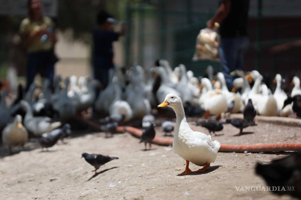 $!Ciudadanía continúa dejando patos en el lago, provocando desequilibrios territoriales.