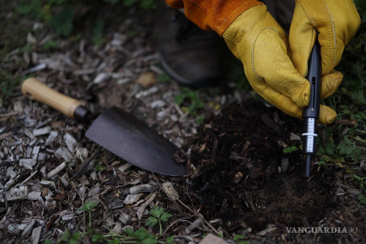 ‘Tiny Forests’, bosques urbanos que buscan ser una solución verde para oxigenar las grandes ciudades