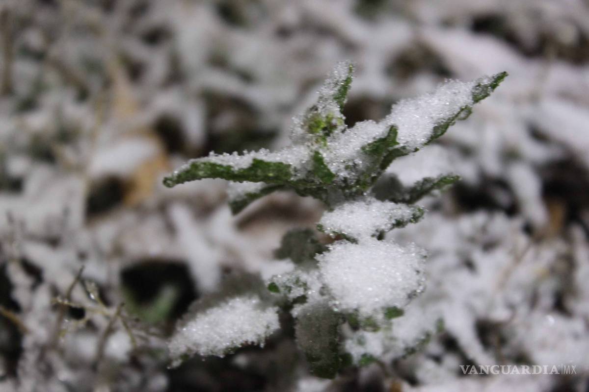 $!Comienza a nevar en Ramos Arizpe; las calles se cubren de blanco