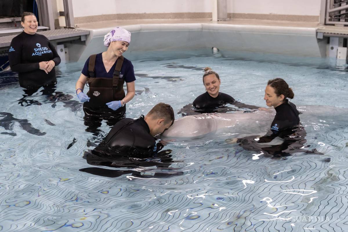 $!El grupo de científico estadounidense que realizó la semana pasada una operación histórica en Chicago a una de sus ocho ballenas beluga.