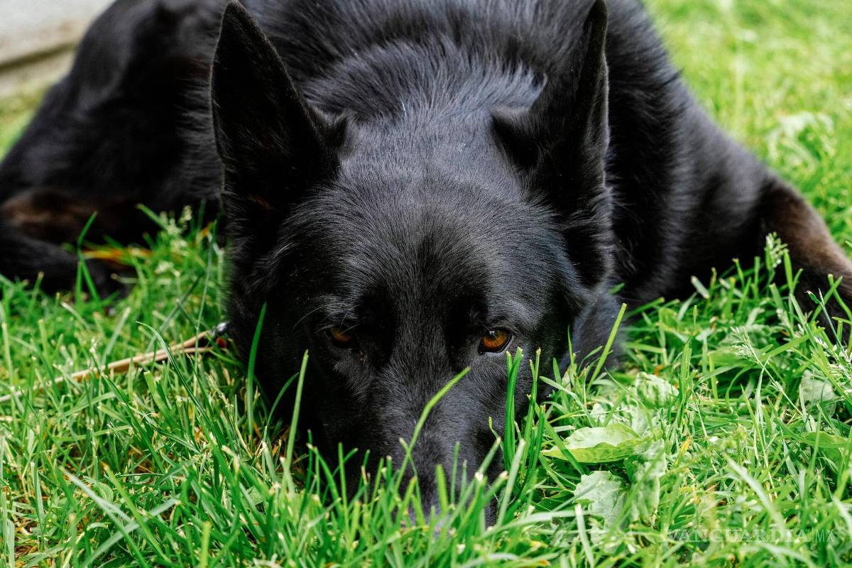 ¿En verdad crees que entiendes a tu perro?