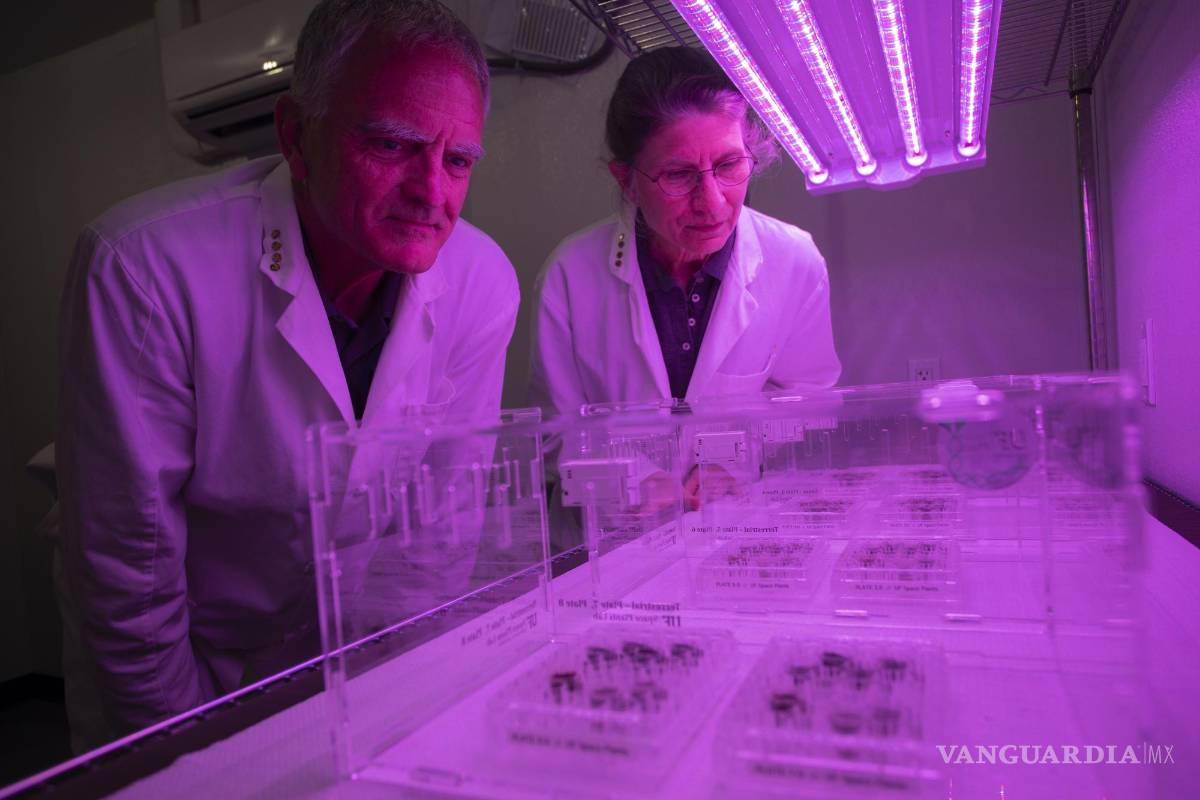 $!Rob Ferl (i) y Anna-Lisa Paul (d) mientras miran las placas llenas en parte con suelo lunar y en parte con suelo controlado bajo luces de crecimiento LED.