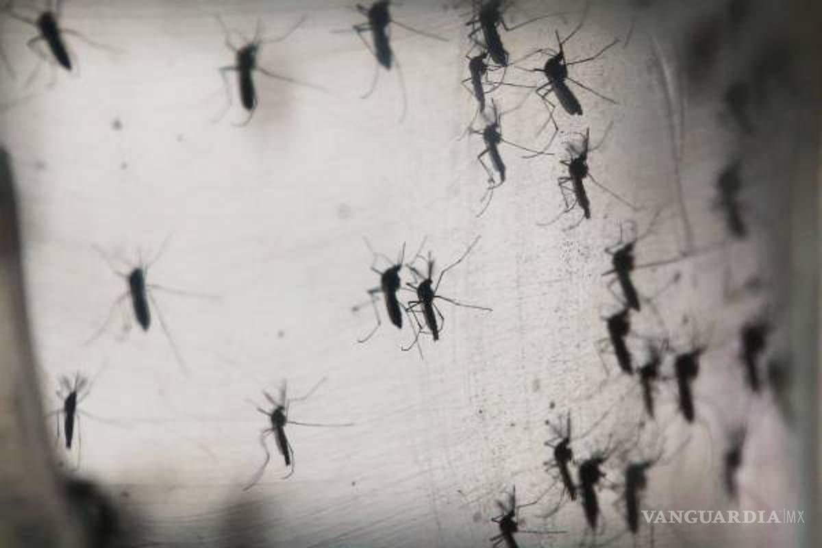 Jalisco registra al menos 37 muertos por virus del dengue