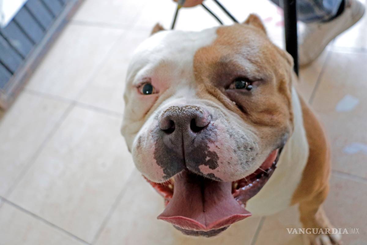 Habrá en Saltillo pasarela de perros