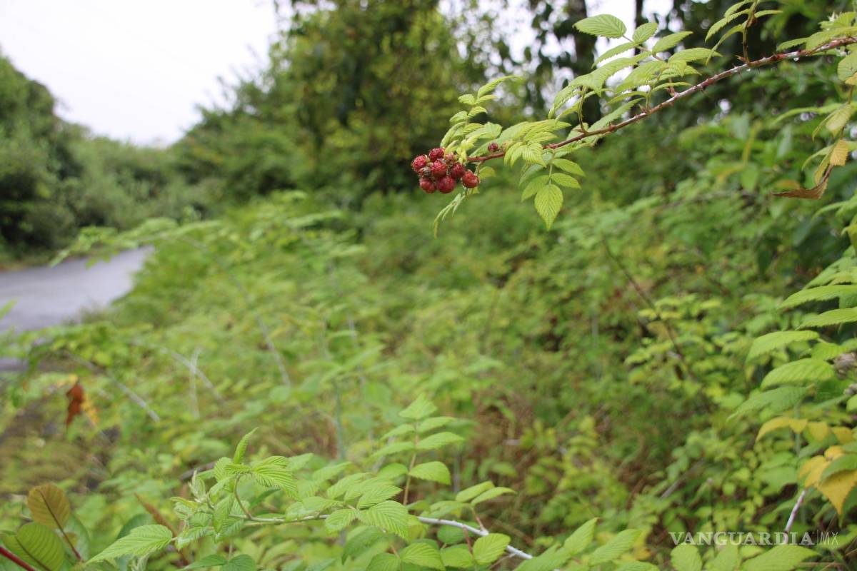 $!Fotografía que muestra un manto de mora silvestre en una hacienda de la Isla San Cristóbal en el archipiélago de Galapágos (Ecuador). EFE/Elías L. Benarroch