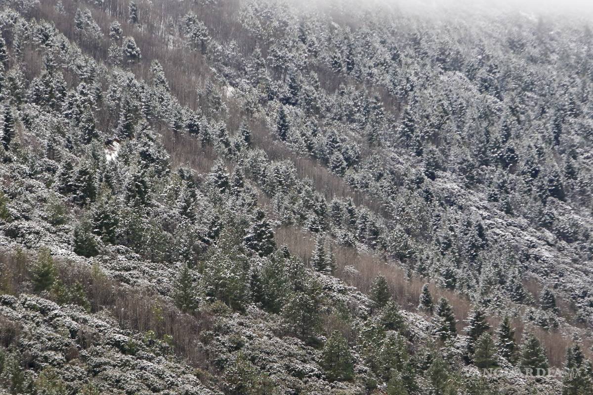 $!No, no es Suiza ¡es la sierra nevada de Arteaga, Coahuila! (Fotogalería)