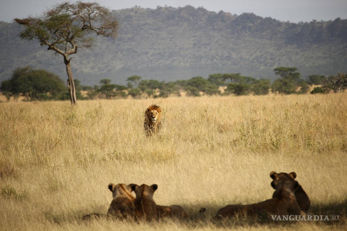 Para una zorra un coyote (II)