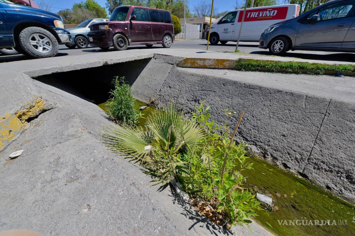 $!Desde el bulevard Francisco Coss hasta la prolongación David Berlanga, donde se ubica el parque, es visible el crecimiento de distintas especies de flora.