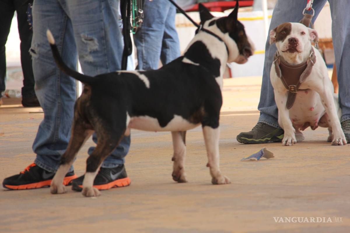 Clubes de perros ven recaudatoria ley que regula tenencia de perros peligrosos en Coahuila