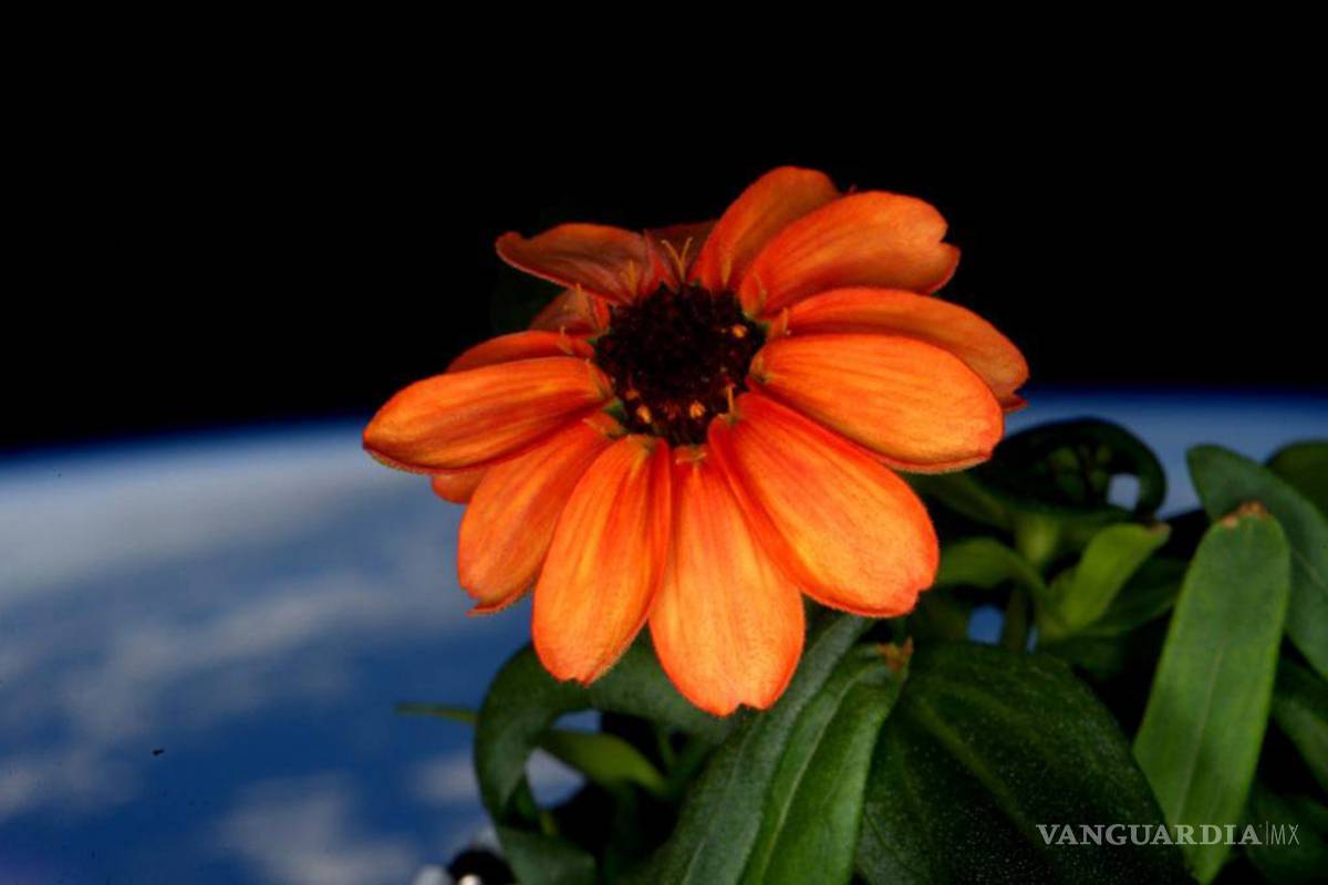 Florece una zinnia en la Estación Espacial Internacional
